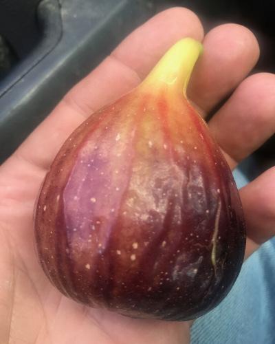 Rare GE Neri Italian Fig Tree w/ Huge Fruit! *Live and Rooted* for sale in Angleton TX