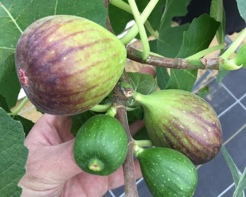 Rare GE Neri Italian Fig Tree w/ Huge Fruit! *Live and Rooted*