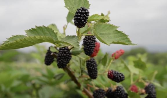 Very Special Thornless Freedom Blackberry Plant *Live and Rooted* First & Second season producer!