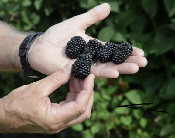 Very Special Thornless Freedom Blackberry Plant *Live and Rooted* First & Second season producer! for sale in Angleton TX