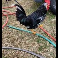 5 Roosters for sale in Cash TX by Garage Sale Showcase member robinv, posted 01/29/2021