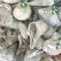 SEA SHELLS for sale in Palmetto FL by Garage Sale Showcase member HappyKrafter, posted 07/19/2021