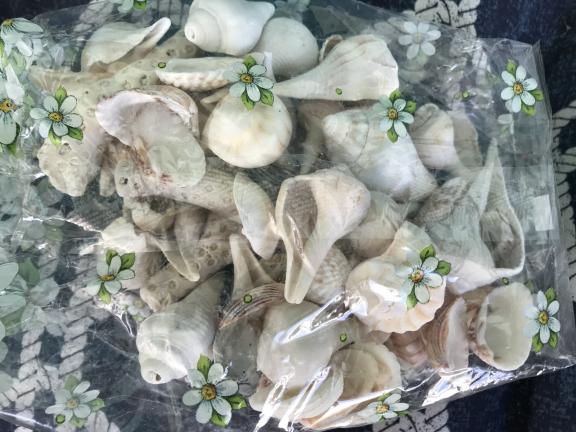 SEA SHELLS for sale in Palmetto FL