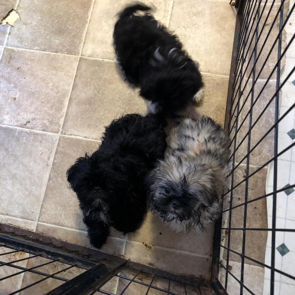 Shih-Tzu &pekingnese