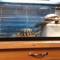 Turtles : Red Eared Sliders for sale in Dunkirk NY by Garage Sale Showcase member zqdianaclark, posted 02/13/2021