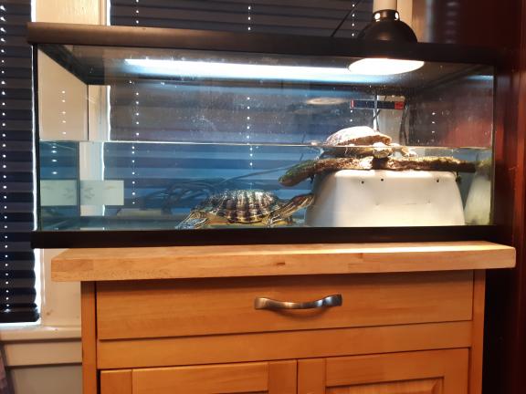 Turtles : Red Eared Sliders for sale in Dunkirk NY