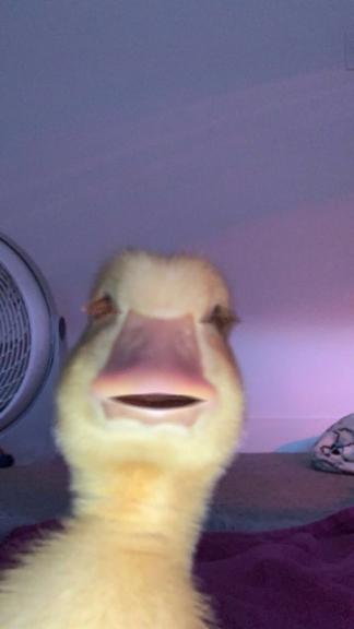 Garage sale in Elk Ridge, Utah of Garage Sale Showcase Member Old Ducky.