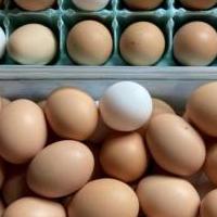 Farm Fresh Eggs for sale in Buckhannon WV by Garage Sale Showcase member egg lady, posted 09/20/2021
