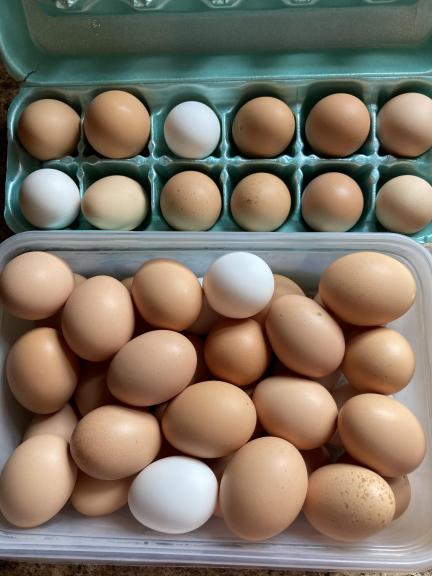 Farm Fresh Eggs for sale in Buckhannon WV