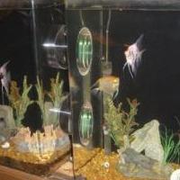 Fish Tank 2 Room 55 Gallon for sale in Buffalo IN by Garage Sale Showcase member Bull47960, posted 03/12/2021