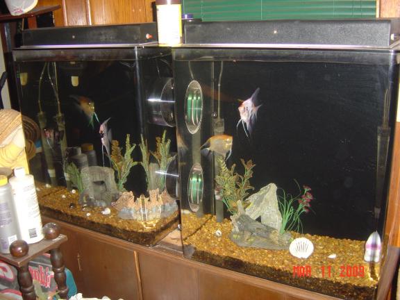 Fish Tank 2 Room 55 Gallon for sale in Buffalo IN