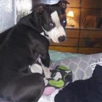 Dog missing for sale in Elkhart IN by Garage Sale Showcase member Imtheone83, posted 07/20/2022