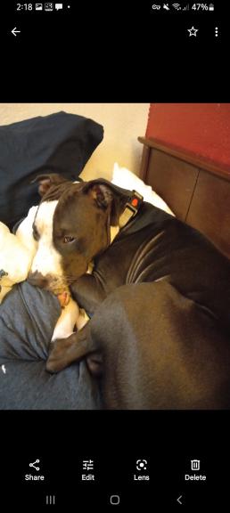 Dog missing