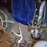 DEER ANTLERS STAND AN DECOR for sale in Indianapolis IN by Garage Sale Showcase member Lilwade84, posted 01/15/2023