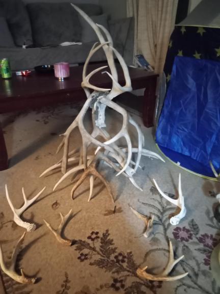DEER ANTLERS STAND AN DECOR