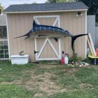 Blue Marlin mount for sale in Norwood PA by Garage Sale Showcase member Bobby, posted 08/28/2022
