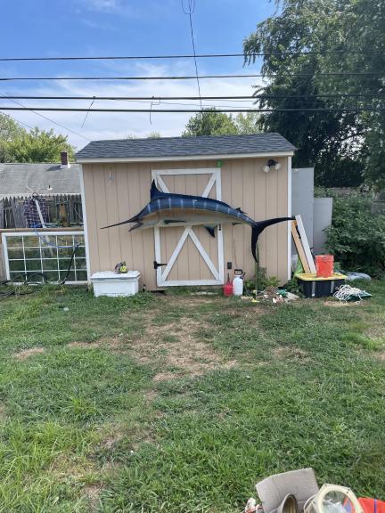 Blue Marlin mount for sale in Norwood PA