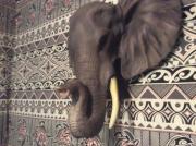 Safari Elephant sconce for sale in Sacramento CA